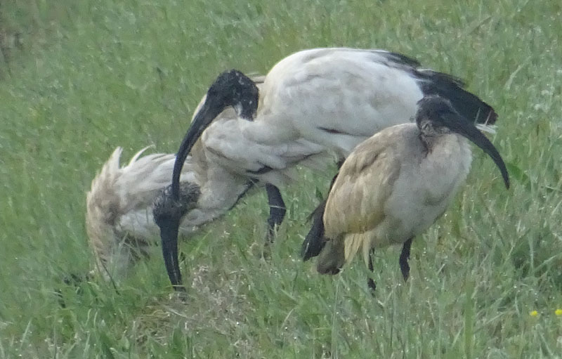 Trheskiornis aethiopicus (Ibis sacro)